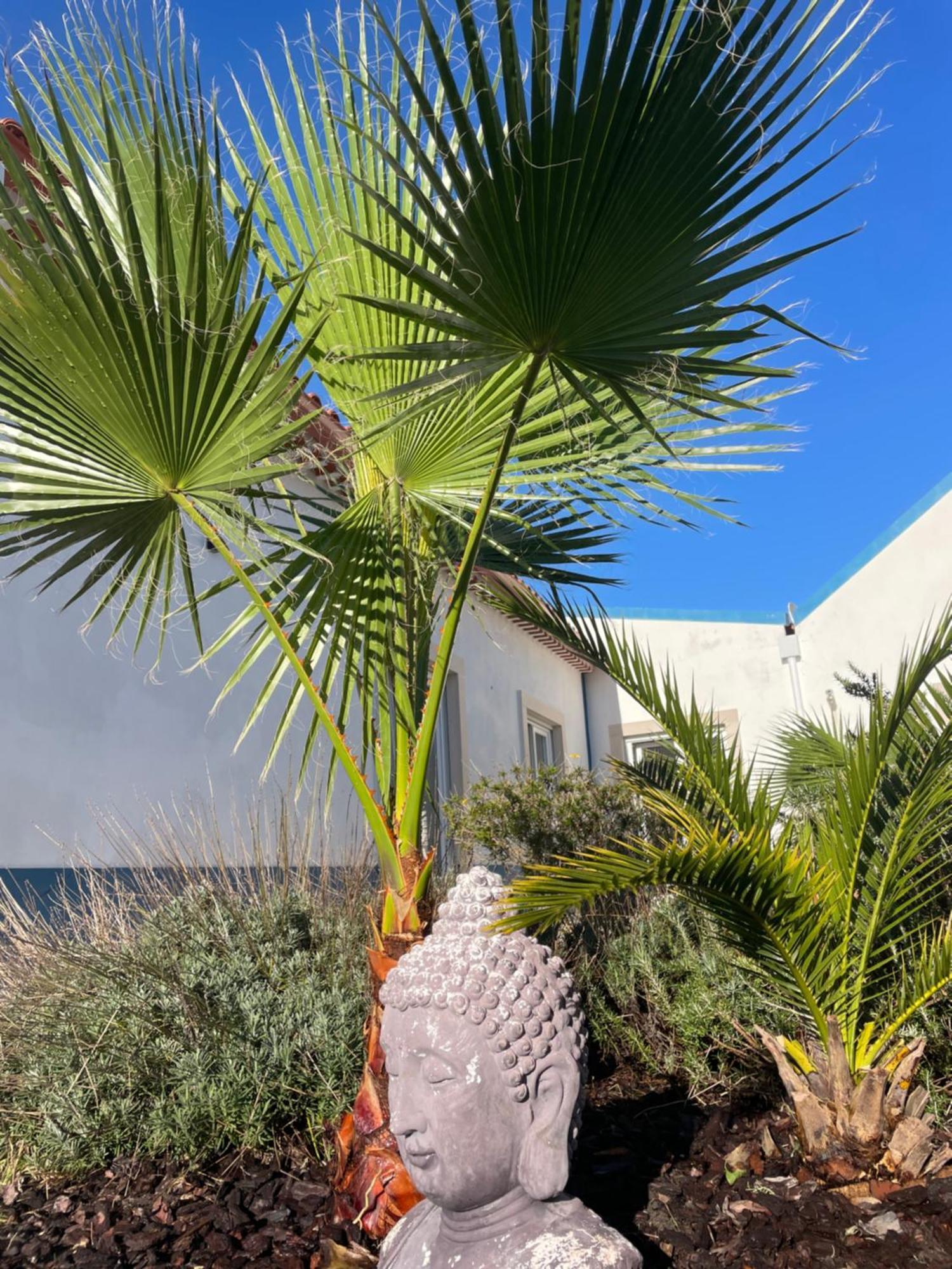 הוילה Sobral  Joia Da Casa מראה חיצוני תמונה